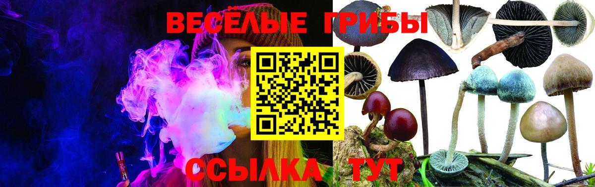 Галлюциногенные грибы Psilocybe Великий Устюг